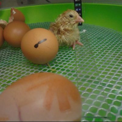 Chicks 2016